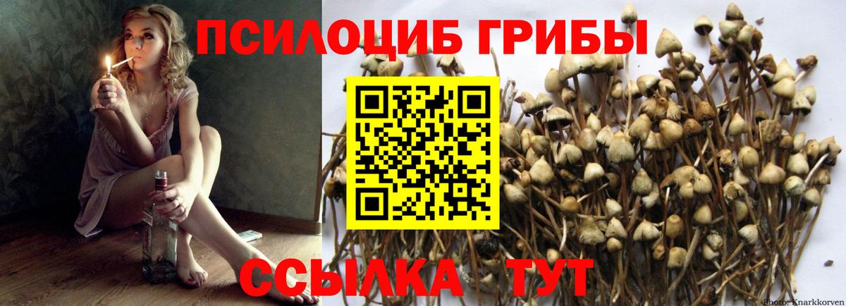 Галлюциногенные грибы Psilocybe  Вход с VPN  Егорьевск 